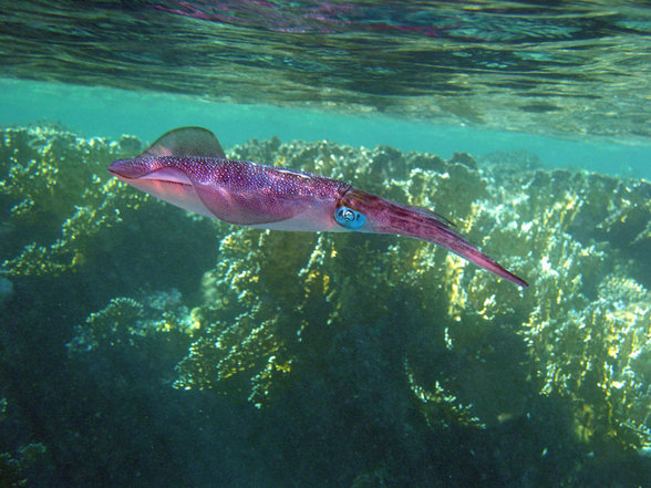 Brayka Bay Marsa Alam September 2007 - 