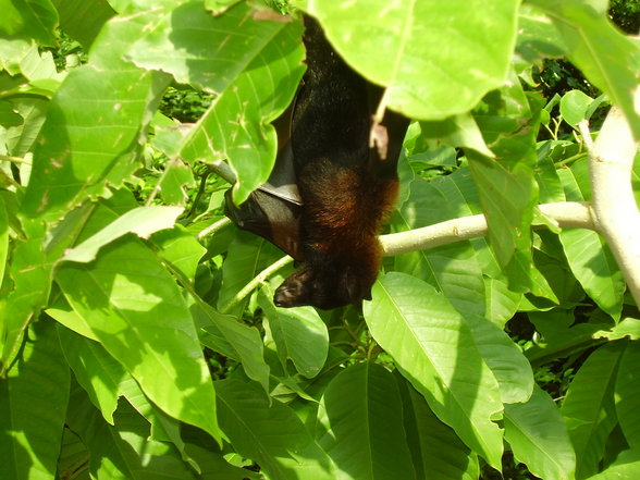 Tierpark Schönnbrunn in Wien 06.08. - 