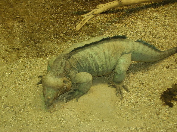 Tierpark Schönnbrunn in Wien 06.08. - 