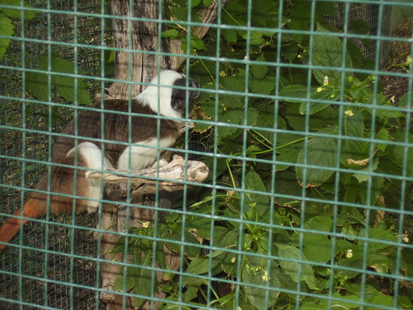 Tierpark Schönnbrunn in Wien 06.08. - 