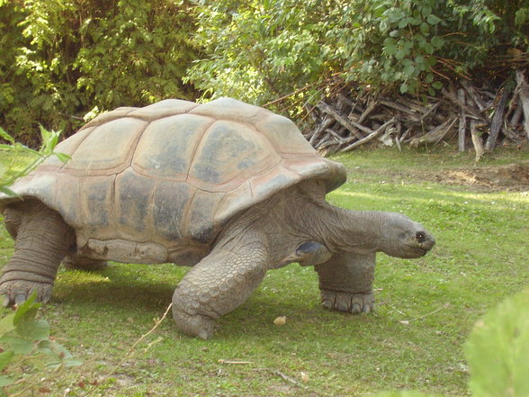 Tierpark Schönnbrunn in Wien 06.08. - 