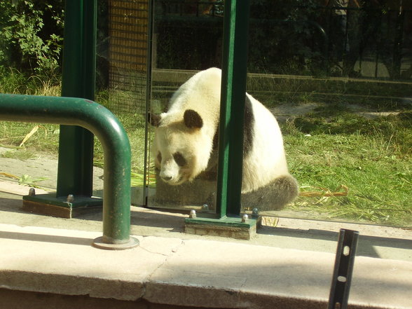 Tierpark Schönnbrunn in Wien 06.08. - 