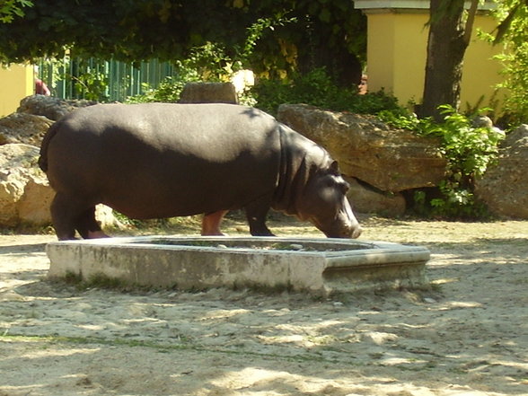 Tierpark Schönnbrunn in Wien 06.08. - 