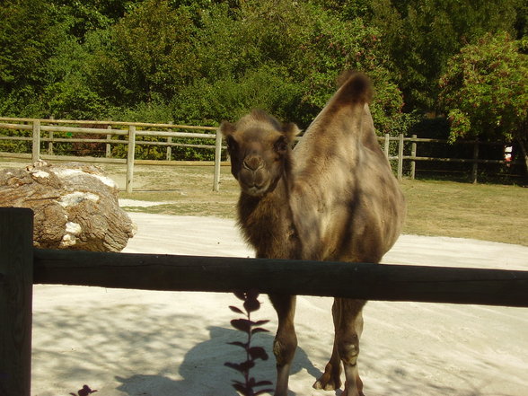 Tierpark Schönnbrunn in Wien 06.08. - 