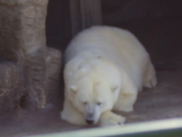 Tierpark Schönnbrunn in Wien 06.08. - 