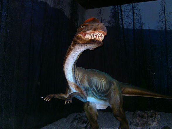 Dino-Austellung in Wels 10.01.2010! - 