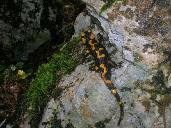 wanderung auf den aberfeldkogel - 