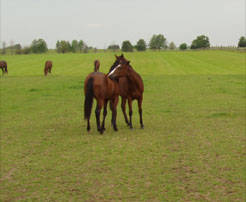 My horses - 