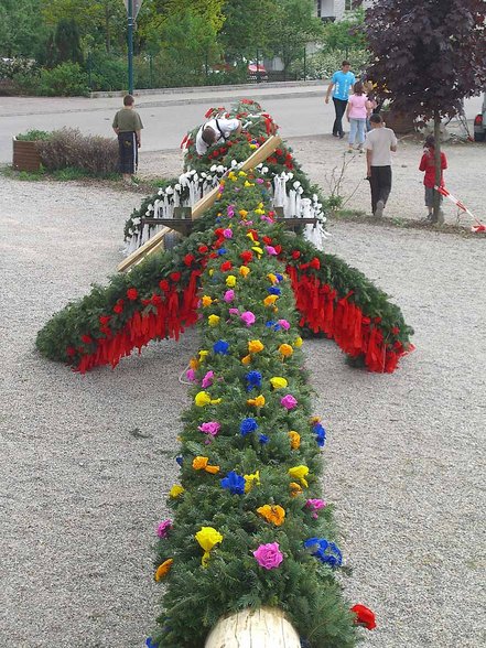 Maibaum aufstellen - 