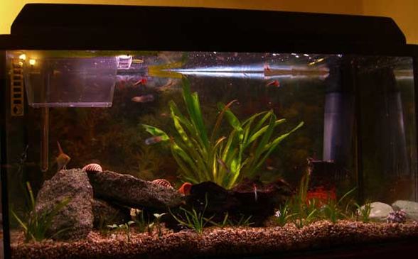 Mein Aquarium - 