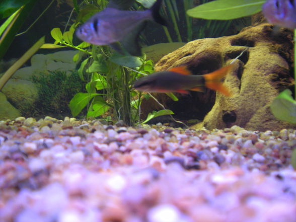 meine Fische  - 