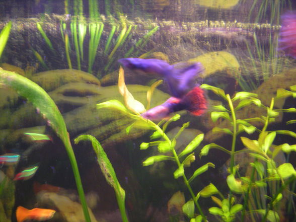 meine Fische  - 