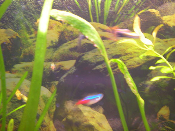 meine Fische  - 