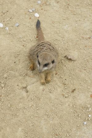 Linzer-Tierpark - 