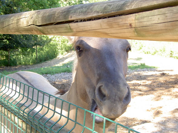 Tierpark Haag mit Gspusi - 