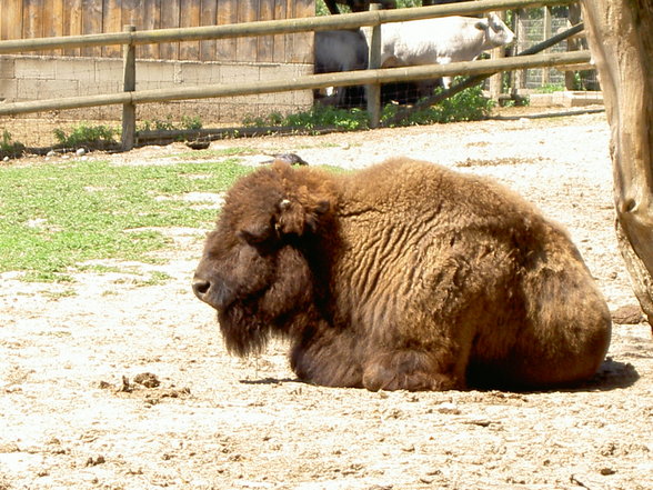 Tierpark Haag mit Gspusi - 