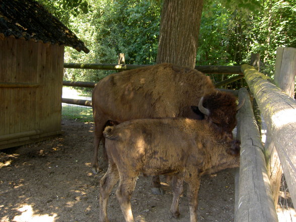 Tierpark Haag mit Gspusi - 