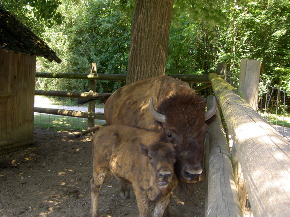 Tierpark Haag mit Gspusi - 