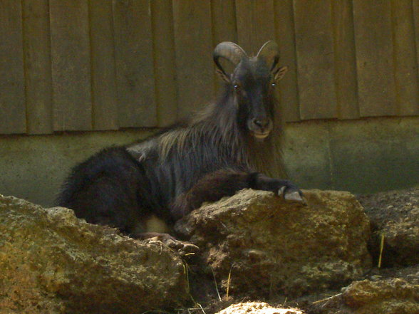 Tierpark Haag mit Gspusi - 