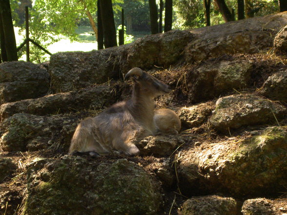 Tierpark Haag mit Gspusi - 