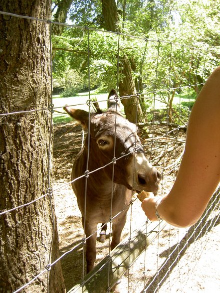 Tierpark Haag mit Gspusi - 