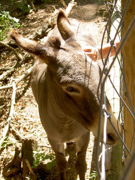 Tierpark Haag mit Gspusi - 