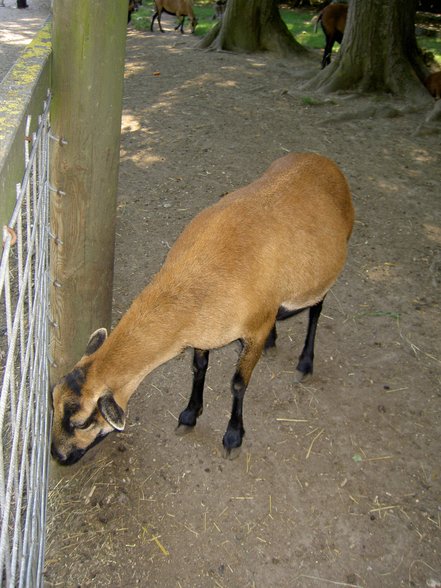 Tierpark Haag mit Gspusi - 