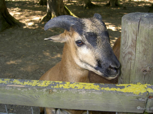 Tierpark Haag mit Gspusi - 