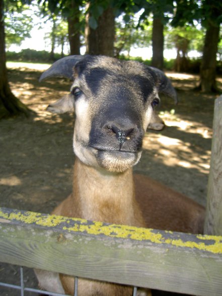 Tierpark Haag mit Gspusi - 