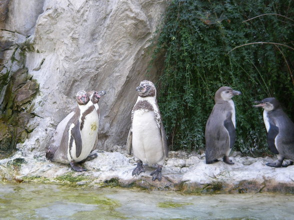 ein kleiner Ausflug nach Schönbrunn - 