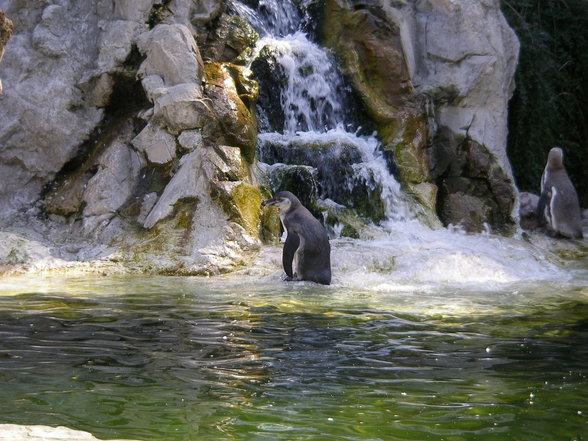 ein kleiner Ausflug nach Schönbrunn - 