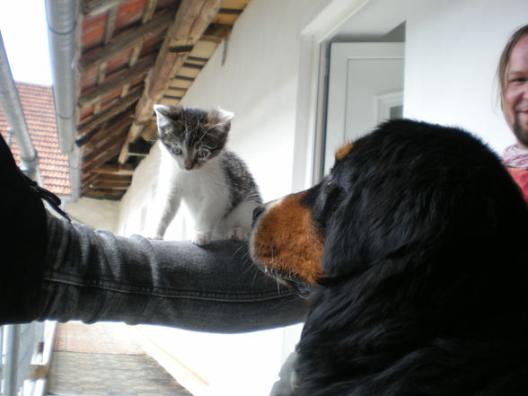 Hund + Katz ;-) - 