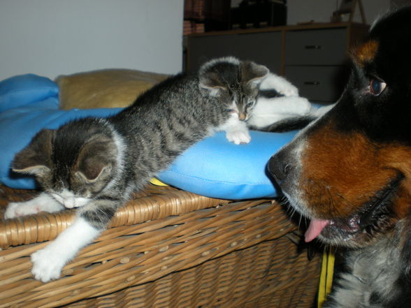 Hund + Katz ;-) - 