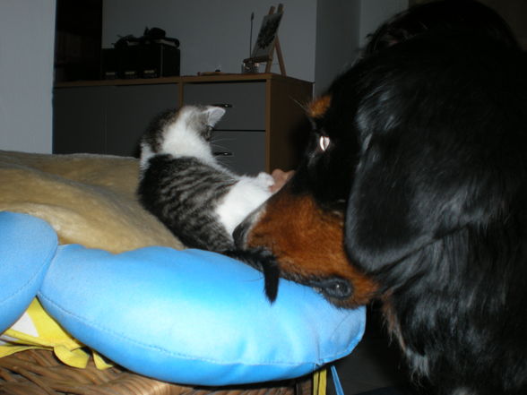 Hund + Katz ;-) - 