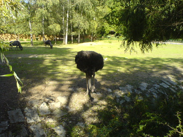 Tierpark Schmiding - 