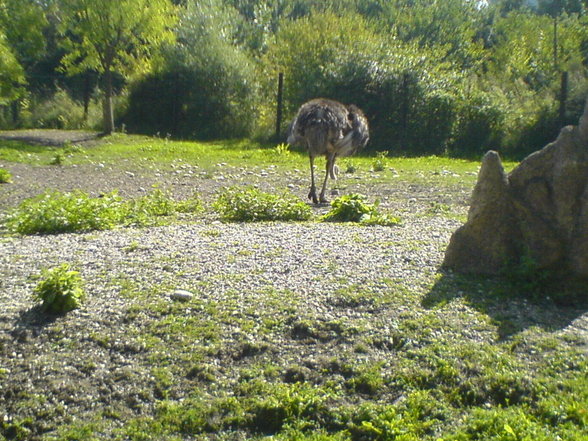 Tierpark Schmiding - 