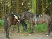 Beim Reiten - 