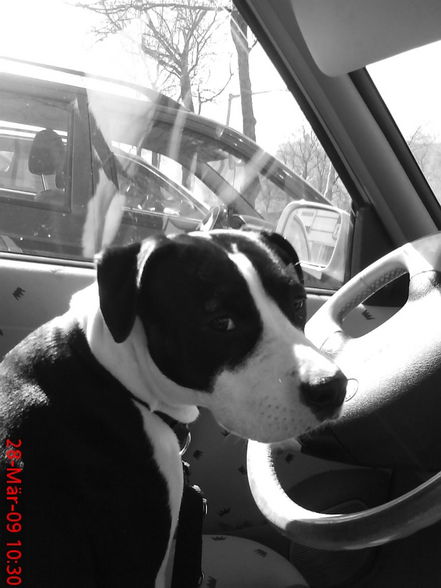 ?Mein Auto und mein Hund!!!? - 