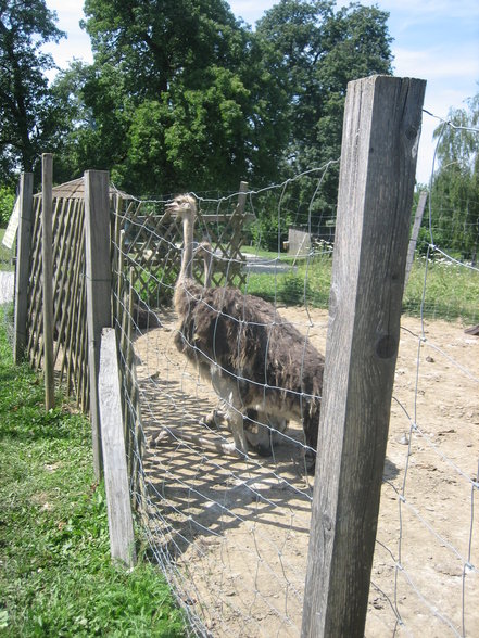 besuch bei den ureinwohner - 