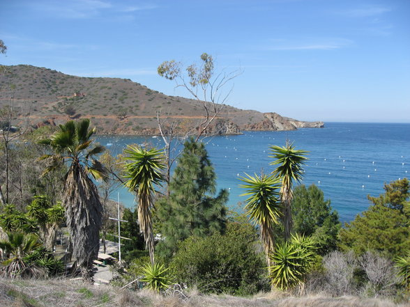 santa catalina island - 