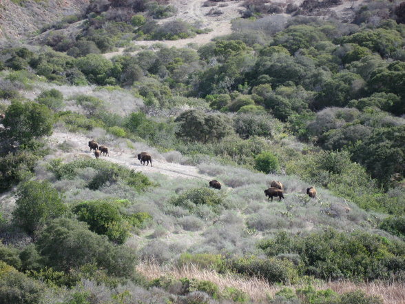 santa catalina island - 