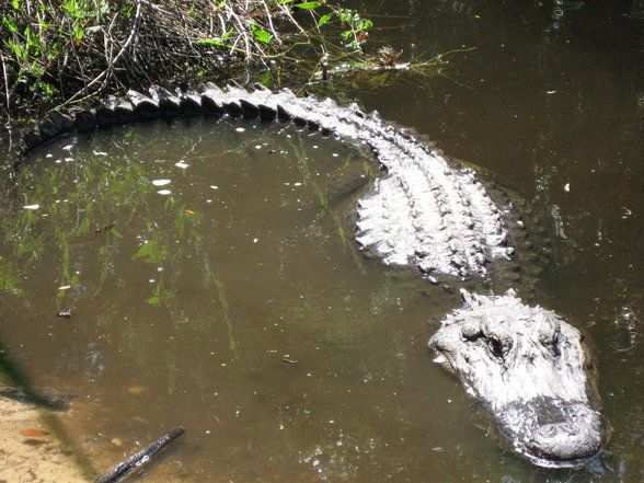 Florida Crocodile Hunter - 