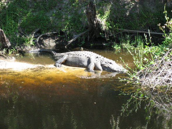 Florida Crocodile Hunter - 