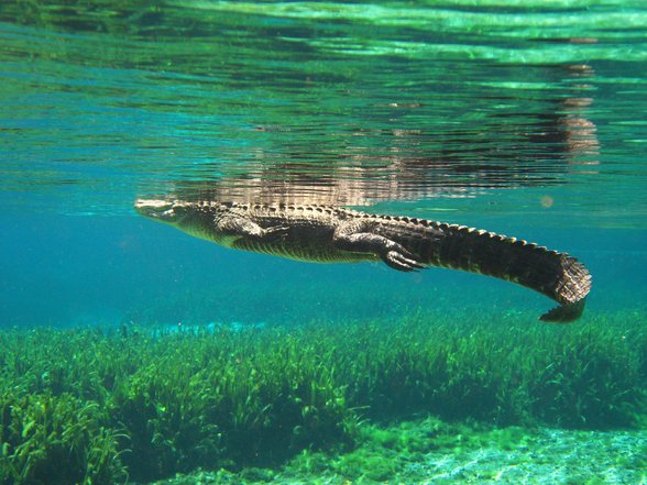 Florida Crocodile Hunter - 