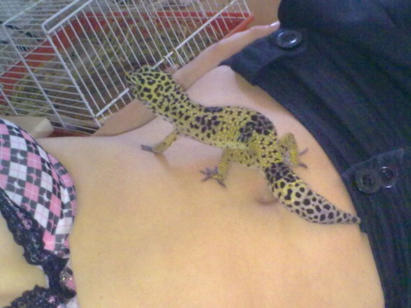 Meine Leopardengeckos   - 