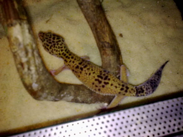 Meine Leopardengeckos   - 