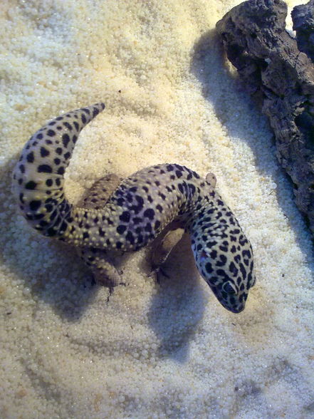 Meine Leopardengeckos   - 