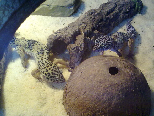 Meine Leopardengeckos   - 