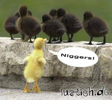 niggers - 