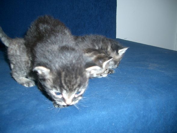 KATZEN BAYBYS 2008 - 